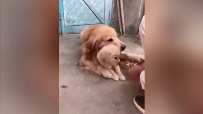 ¡Qué ternura! Así reaccionó una perra cuando su dueño intenta tocar a su cachorro