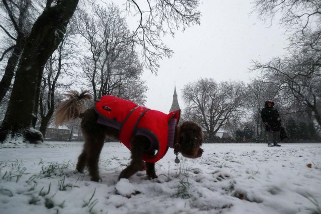 A woman waits as her pet dog sniffs along the first snow to settle in the year in Wanstead, in London, December 10, 2017. REUTERS/Russell Boyce