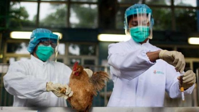 Identifican brotes de variante de gripe aviar altamente contagiosa en granjas en Bélgica