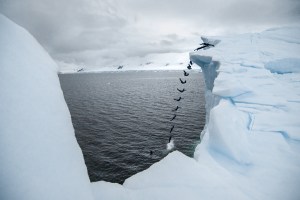 Clavadista colombiano salta de dos icebergs en la Antártida (Fotos y Video)