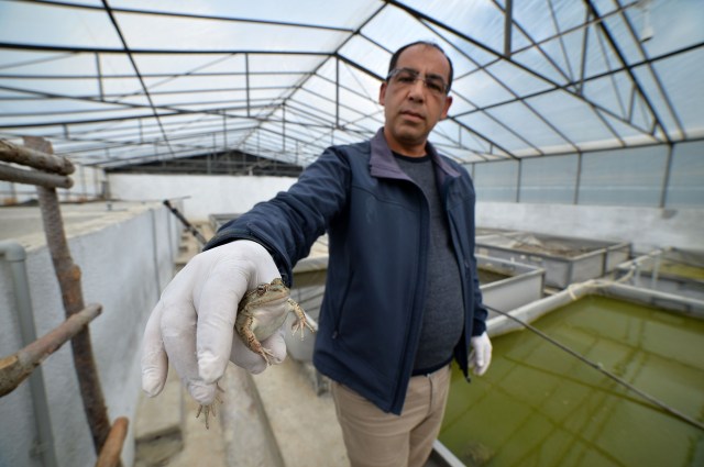 En el condado Ayd?nc?k de Mersin, Turquía, se estableció un centro para la cría de ranas, que es un alimento popular en varios países del mundo, en especial en las cocinas europeas. En un principio la iniciativa contó con 300 ranas, capturadas de diferentes partes de Turquía, que rápidamente se reprodujeron hasta llegar a 1.500. ( Sezgin Pancar - AA )