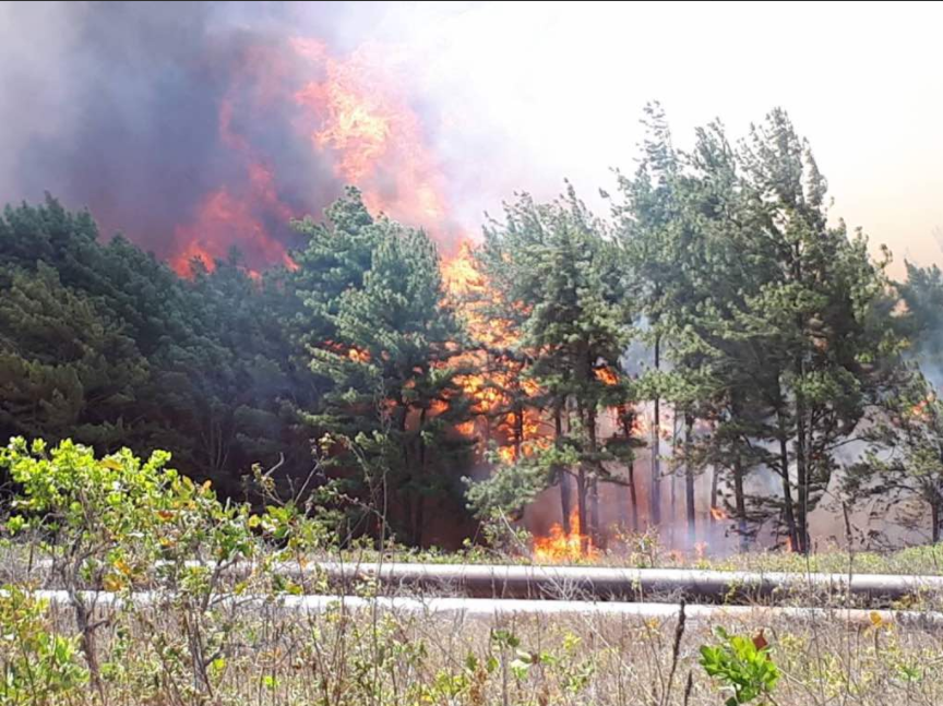 Reportan incendio en plantaciones de Uverito #15Abr (FOTOS)