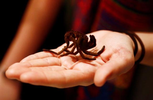 Una araña es alimentada con insectos en una exposición en el Museo de Queensland con motivo del Día Internacional de los Museos en Brisbane (Australia) Mick Fanning. EFE