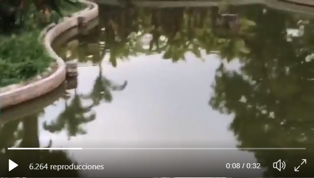 Denuncian que peces del Parque del Este amanecieron muertos este #29May (Video)