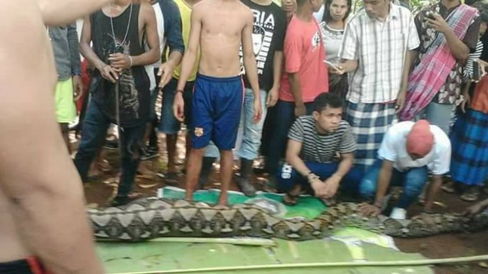 Una pitón gigante se traga a una mujer en Indonesia