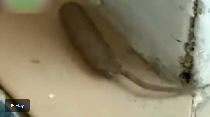 El repugnante “gusano rata” que horrorizó a una mujer en Reino Unido y se volvió un fenómeno viral (Video)