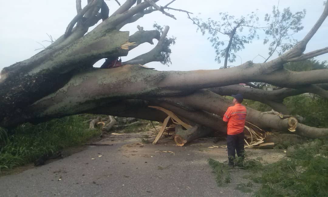 Un árbol gigante cayó en el distribuidor La Florida en Carabobo #1Ago (FOTOS)