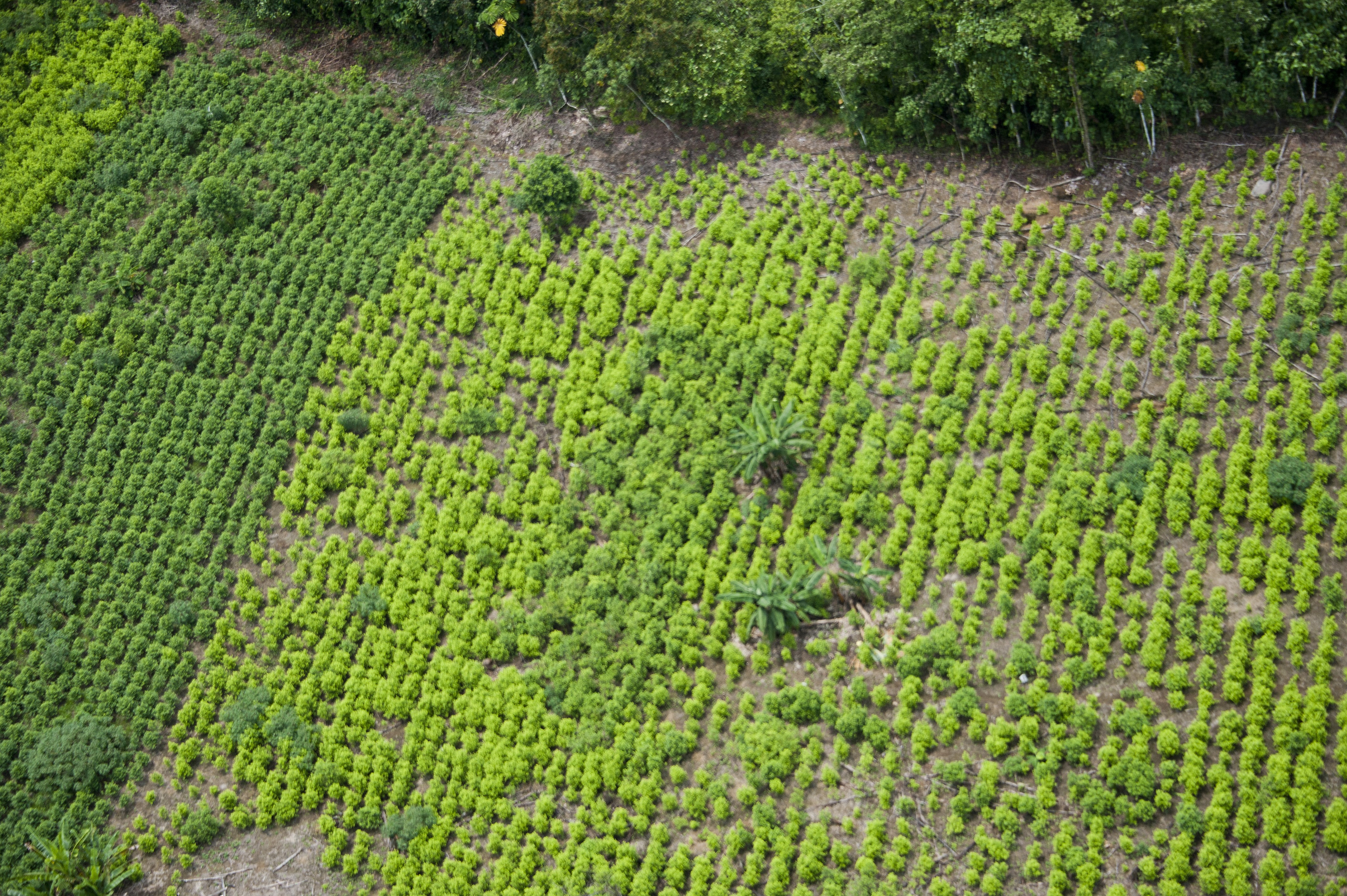 Colombia se mantiene como mayor productor de cocaína del mundo, asegura informe de la ONU