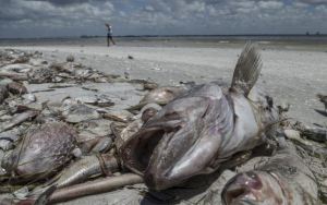 Mortandad de peces por la marea roja perjudica el turismo en la costa de Florida (Fotos)