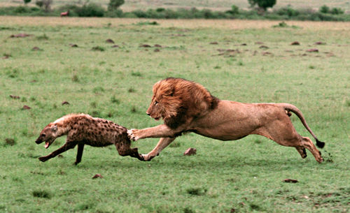 Un león contra veinte hienas ¿Quién ganará? (VIDEO)