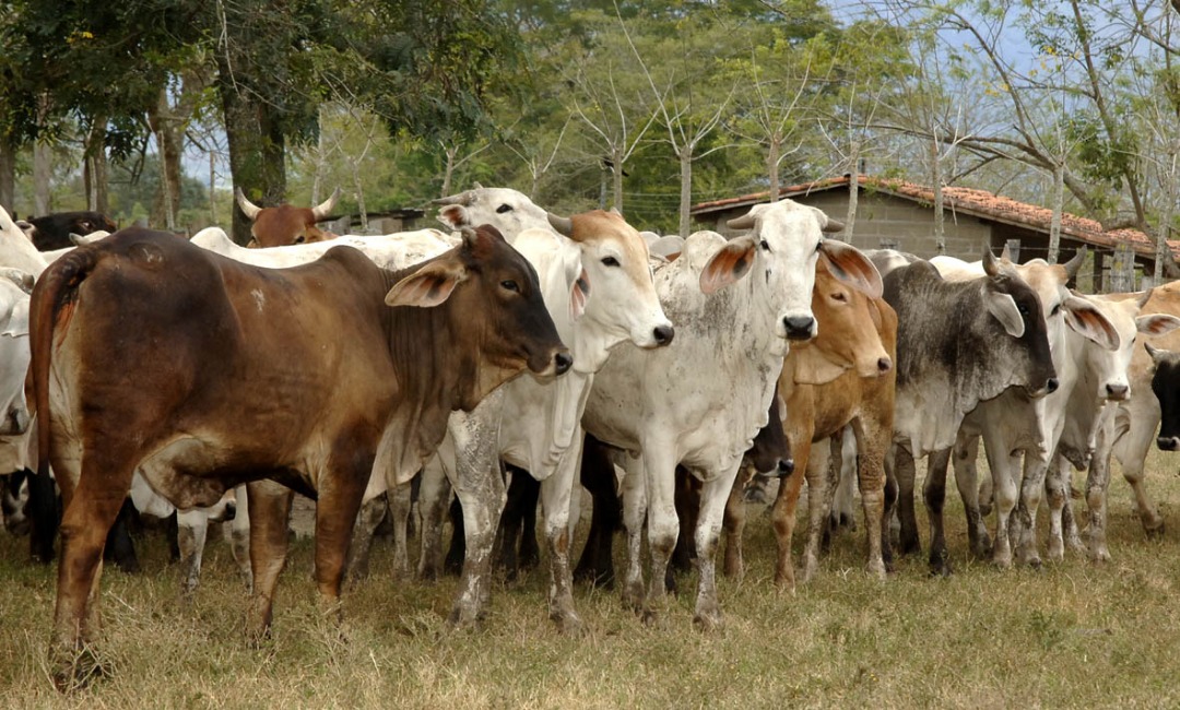 La violencia se incrementó en zonas rurales de Lara durante el 2018