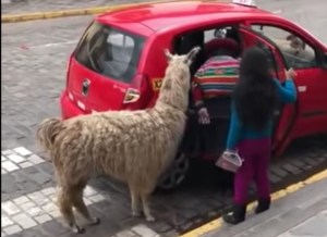 El increíble nombre de la llama que anda en taxi en Cusco