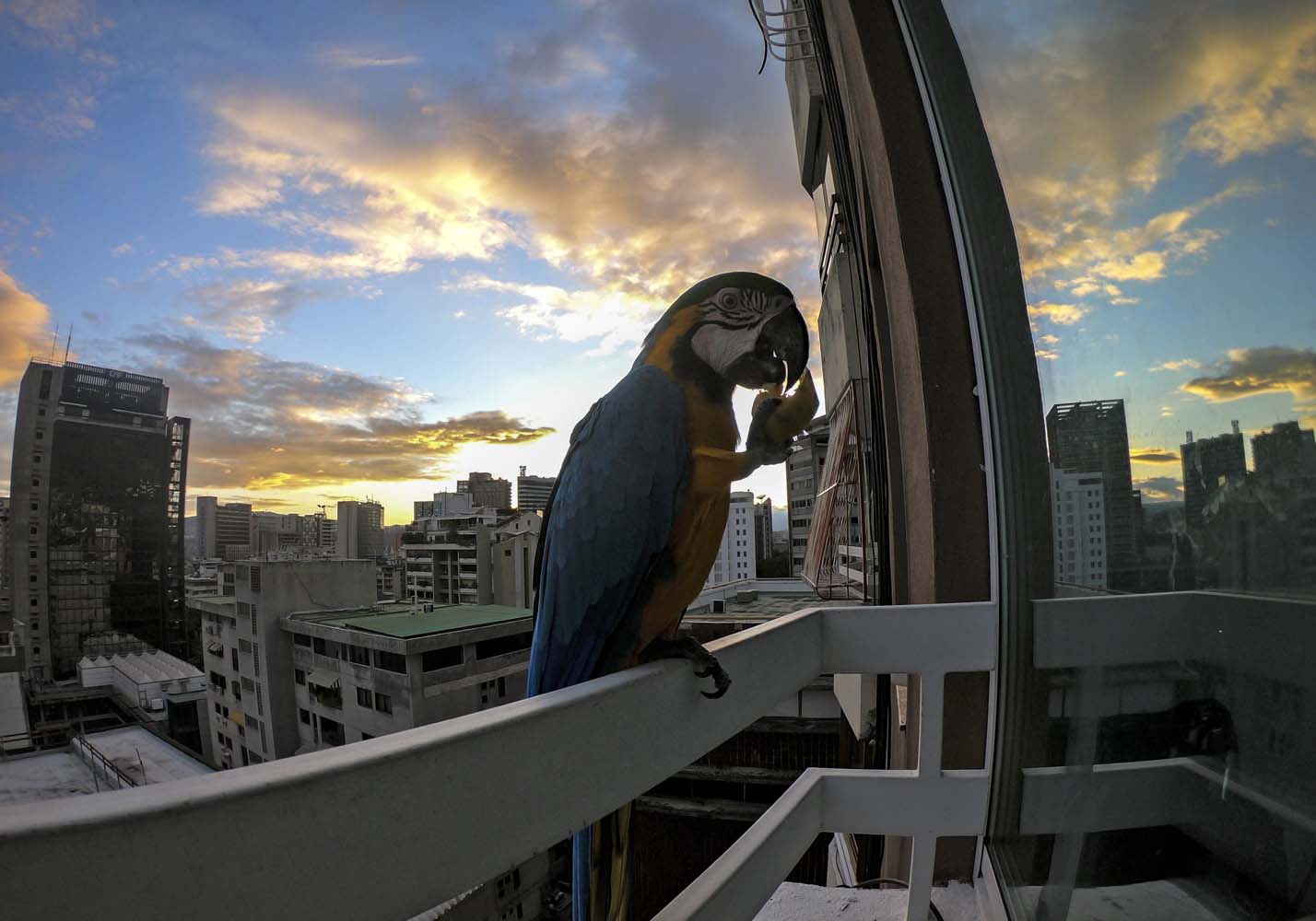 El espectáculo cromático de las guacamayas en la agitada capital de Venezuela (Fotos)