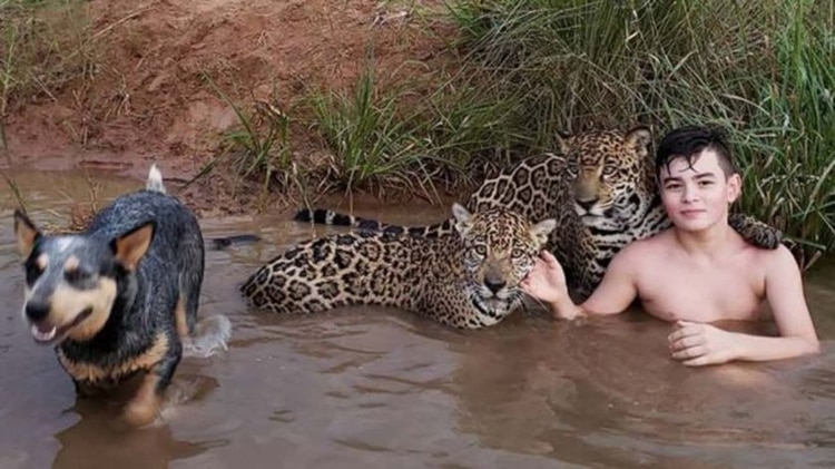 Conoce la emotiva historia del joven brasileño acostumbrado a jugar con jaguares (FOTOS)