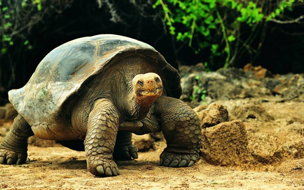 ¡Interesante! Las tortugas gigantes poseen genética relacionada con la reparación del ADN