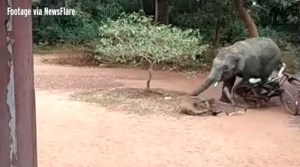 Un elefante salvaje ataca y causa pánico en una zona residencial (Video)