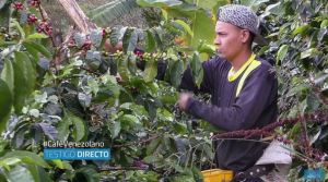 Testigo Directo: Venezolanos se labran una vida más feliz recolectando café en Colombia (Video)