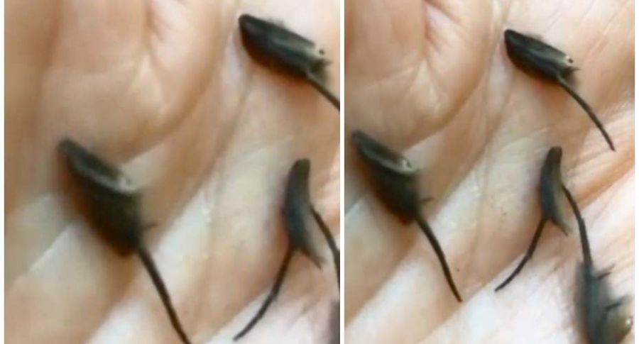 Extraños insectos hallados en una cocina causan horror en las redes (Video)