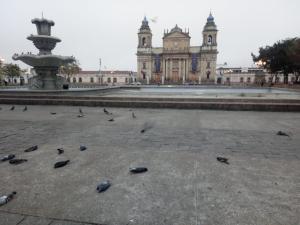 Hallaron más de 100 aves muertas en una plaza de Guatemala (video)