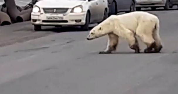 Una osa polar se pasea por una ciudad rusa buscando comida (VIDEO)