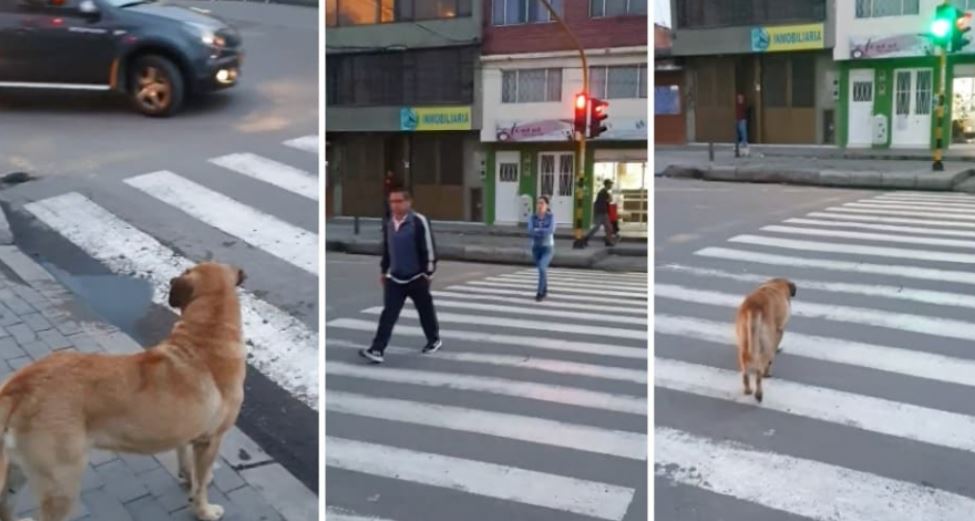 ¡Ejemplo a seguir! Perrito esperó al cambio de semáforo para cruzar la calle (VIDEO)