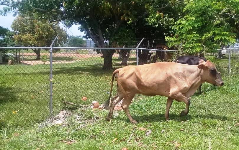 Detenidas cinco personas por abigeato en Guárico