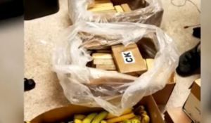 Hallaron casi 50 kilos de cocaína en cajas de cambures en Washington