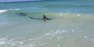Niño de 12 años es mordido por un tiburón en una playa de Florida