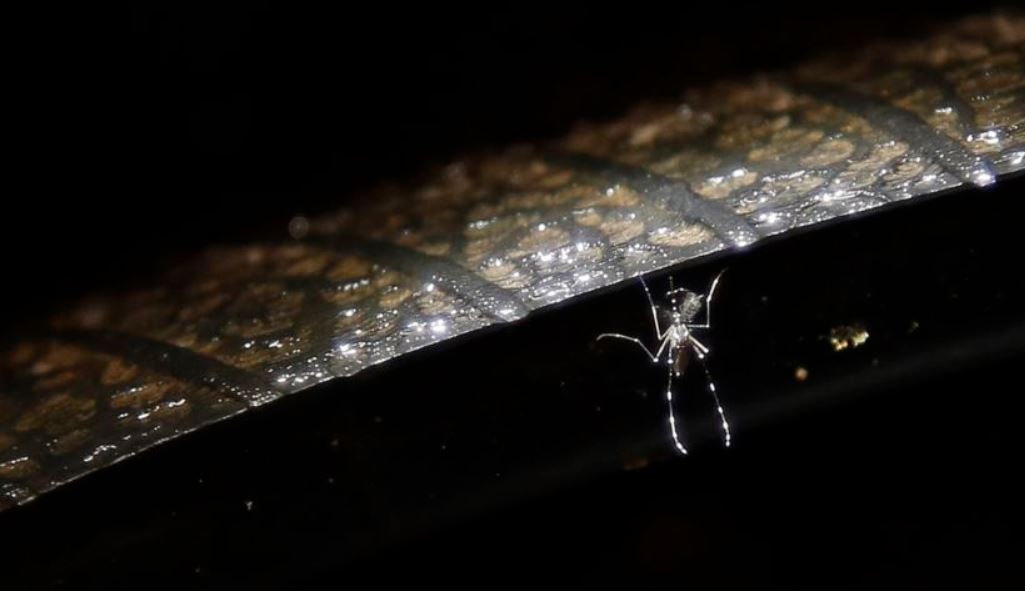 Crean un test para detectar el dengue con una nueva estructura de ADN