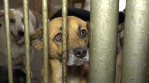 ¡TRAGEDIA! Mascotas abandonadas, las víctimas más vulnerables a la crisis (VIDEO)