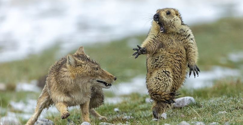 VIRAL: La divertida reacción de una marmota al ser sorprendida por un zorro