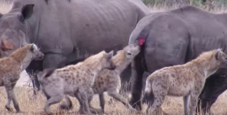 ¡Impactante! Hienas sedientas de sangre se comen a rinoceronte vivo (Video)