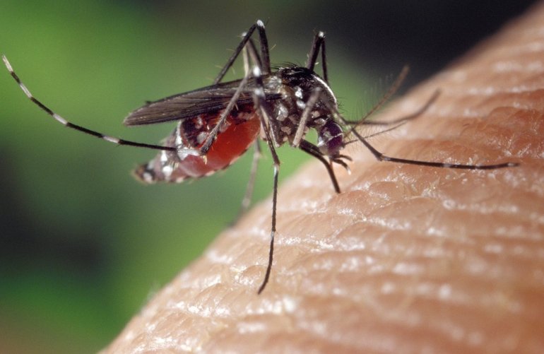 Confirman otro caso de dengue en Miami