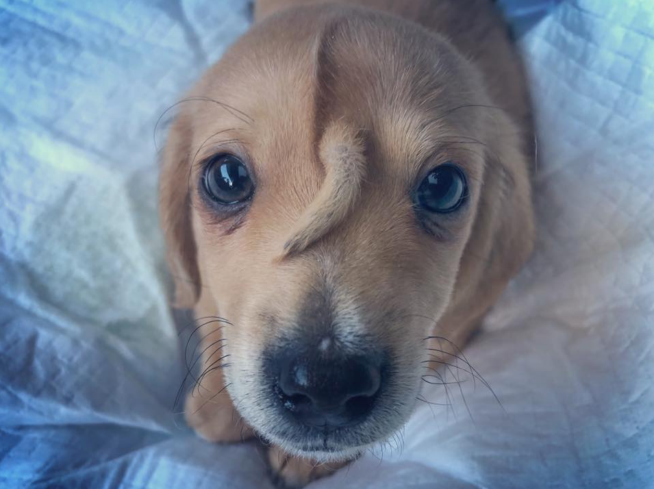 VIRAL: Rescataron a este tierno perrito con una cola demás ¡en la frente! (Fotos + VIDEOS)