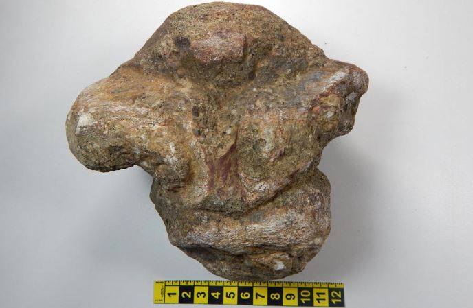Fósil del titanosaurio hallado en Ecuador reveló que era un animal herbívoro y pequeño