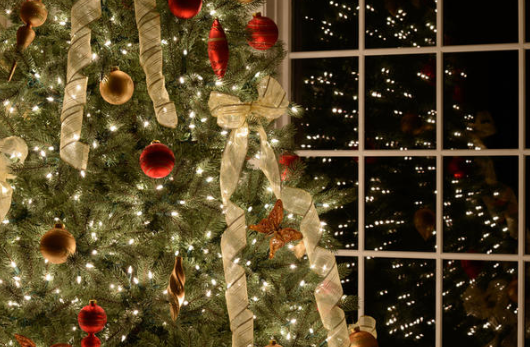 ¡Aterrador! Familia descubre un animal mortal en su árbol de Navidad