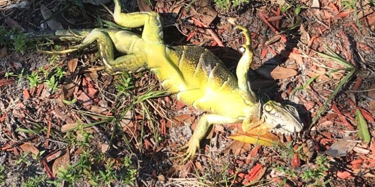Iguanas congeladas caen de los árboles en el sur de Florida