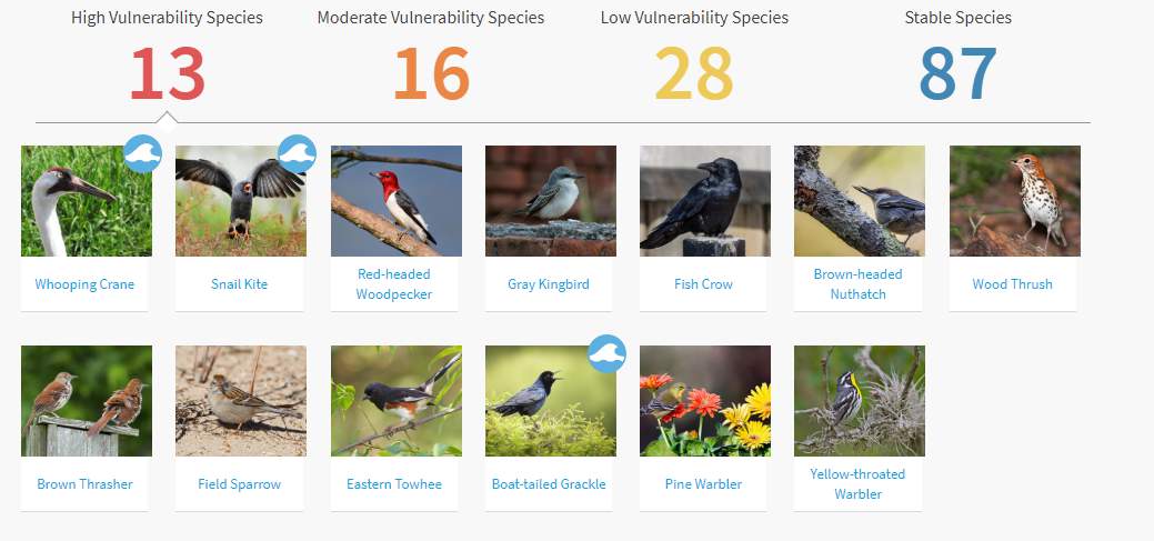 Las aves de Florida en riesgo de extinción debido al cambio climático