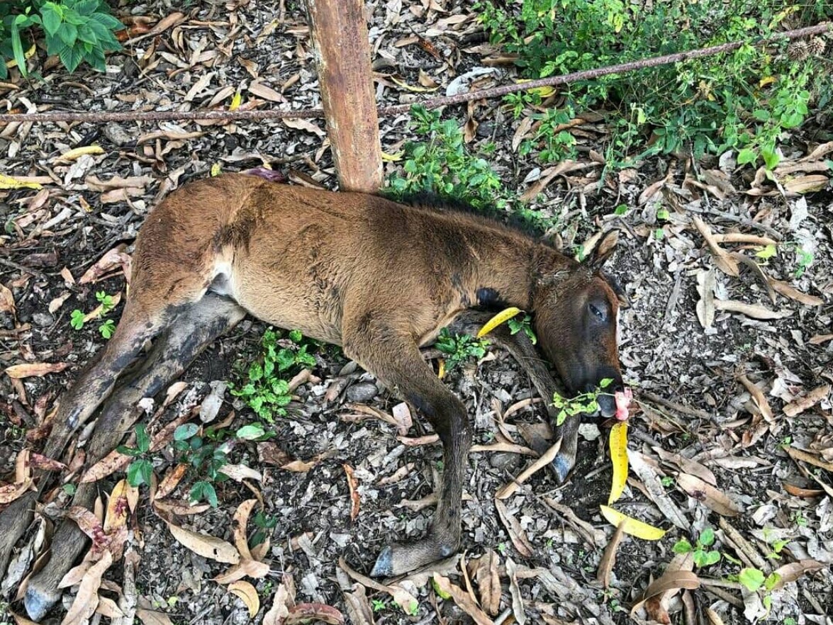 Hallaron en Tocorón el cadáver torturado de alias “oreja de burro” junto a un cruel aviso