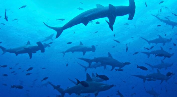 Marcaron a tiburones martillo en Galápagos para rastrear su ruta en el Pacífico