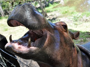 Por culpa de Pablo Escobar, Colombia incluirá a los hipopótamos en lista de especies invasoras