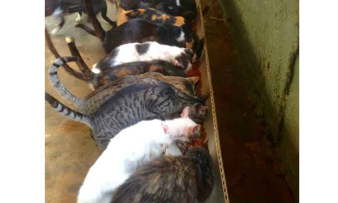 En el Zulia, más de 100 animales están en riesgo de morir de hambre por cuarentena