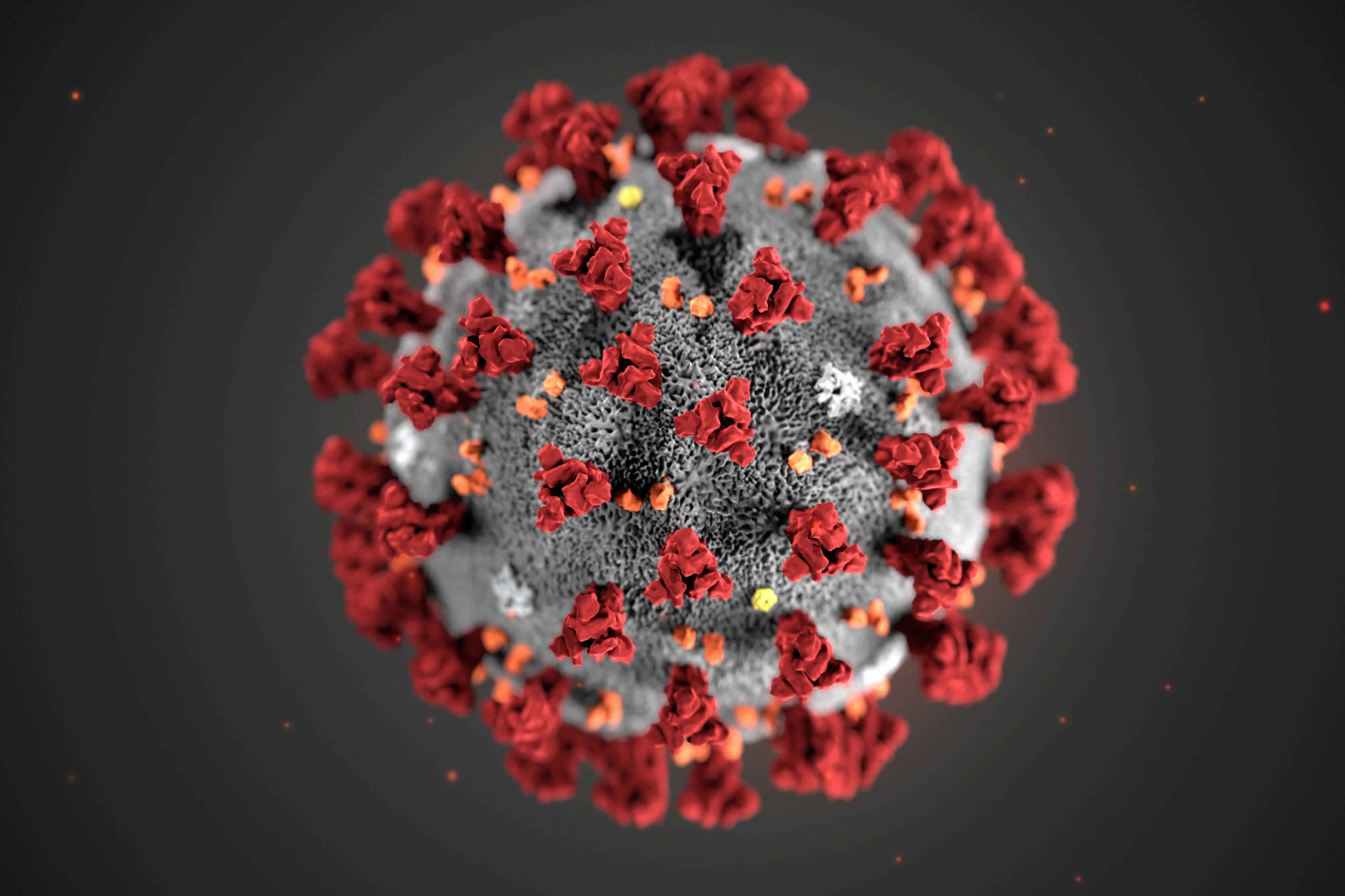 Nuevos descubrimientos: La variación genética entre humanos explicaría las distintas respuestas al coronavirus