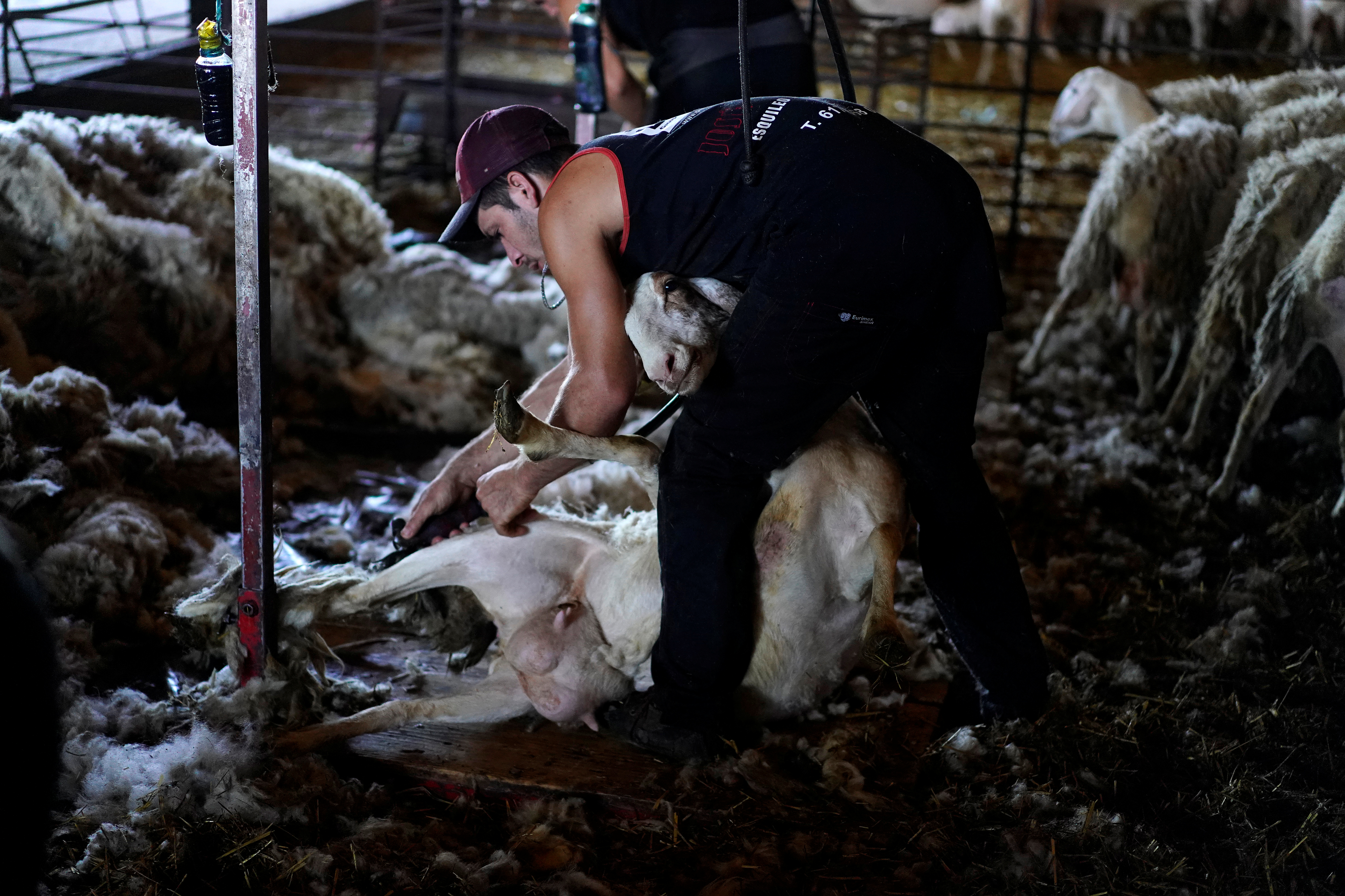 Esquiladores uruguayos sortean el confinamiento para salvar a las ovejas españolas del calor