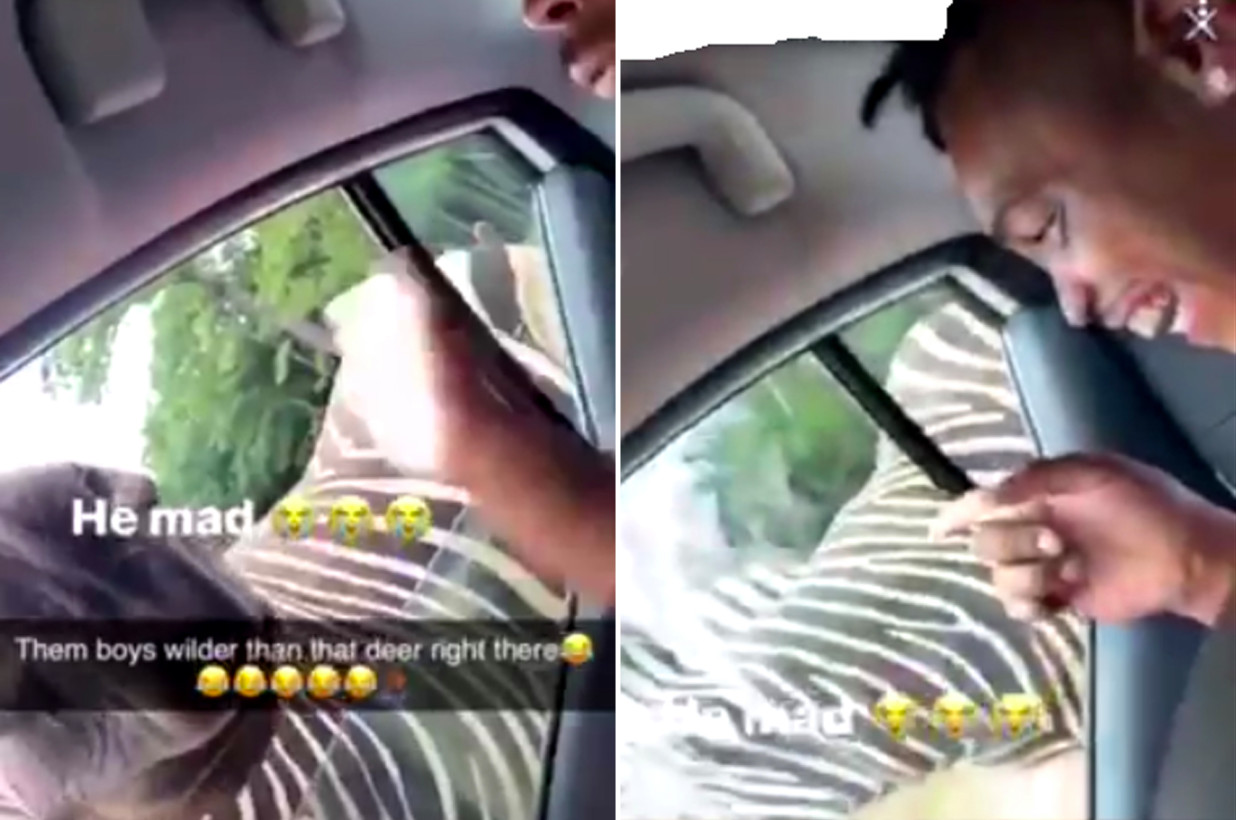 Las autoridades de Georgia localizan a hombre que abofeteó a zebra en un safari