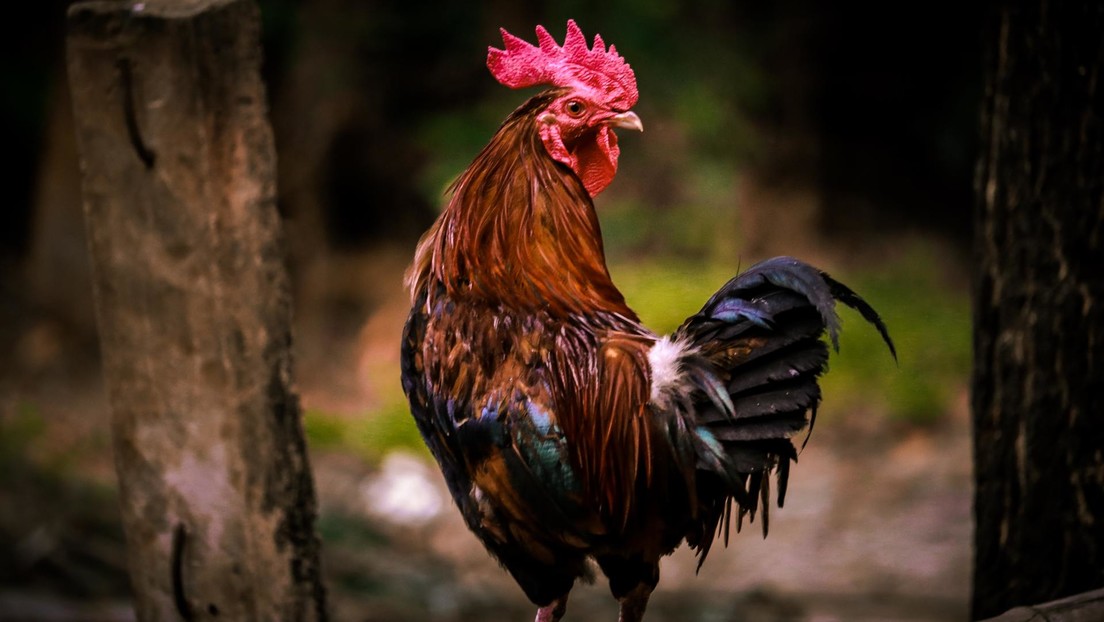 Franceses exigen justicia por la muerte del gallo Marcel