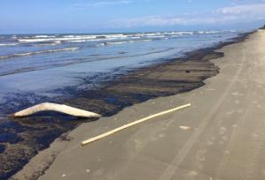Derrame de crudo en las playas de Falcón proviene de un tanquero, según Reuters