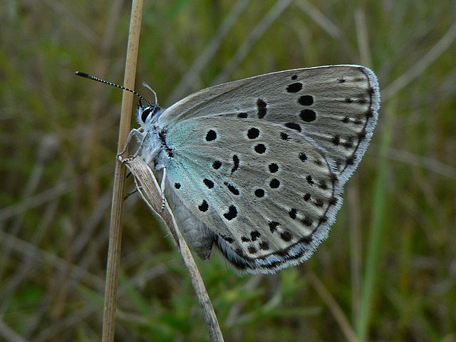 Reaparecen mariposas azules extintas hace 50 años