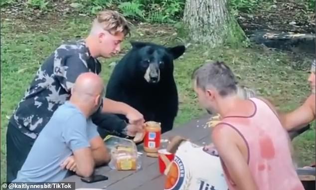 El momento en que un amigable y curioso oso negro se unió a un picnic familiar (VIDEO)