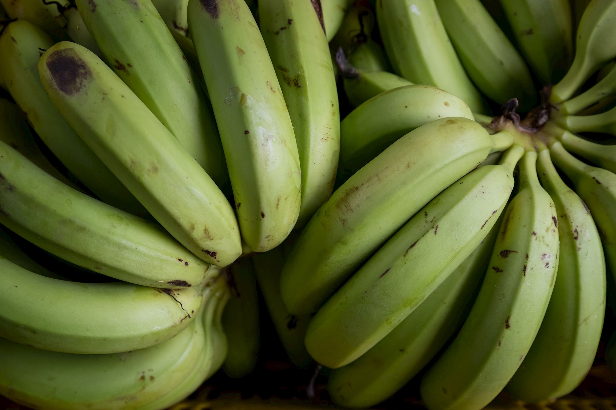 Emergencia fitosanitaria en Venezuela por hongo en cosechas de plátano y cambur